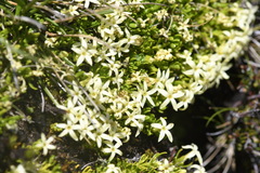 Stackhousia pulvinaris