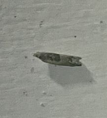 Spilonota constrictana