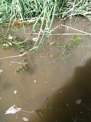 Potamogeton perfoliatus