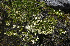 Stackhousia pulvinaris