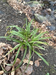 Carex sylvatica