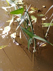 Sagittaria sagittifolia