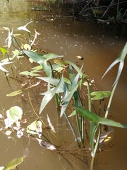 Sagittaria sagittifolia