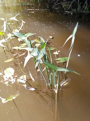 Sagittaria sagittifolia