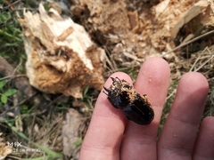Serrognathus titanus platymelus