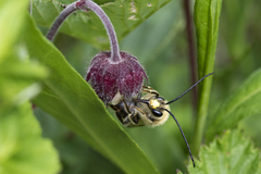 Eucera longicornis