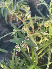 Euphorbia hypericifolia