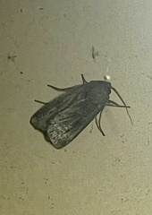 Agrotis infusa