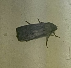 Agrotis infusa
