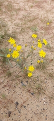 Senecio glaucus