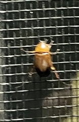 Phyllotocus macleayi