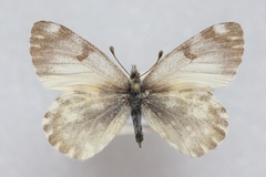 Euchloe ochracea jakutia