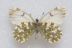 Euchloe ochracea jakutia