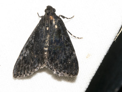Stericta carbonalis