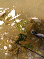 Potamogeton perfoliatus