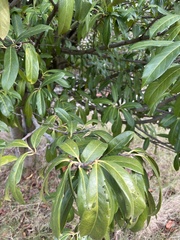 Eriobotrya japonica