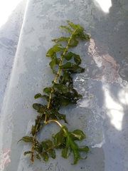 Potamogeton perfoliatus