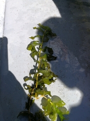 Potamogeton perfoliatus