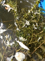 Potamogeton perfoliatus
