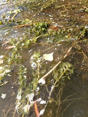 Potamogeton perfoliatus