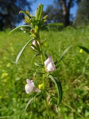 Misopates calycinum