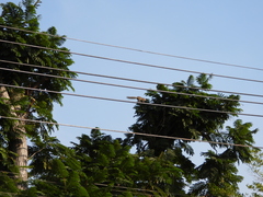 Callosciurus caniceps