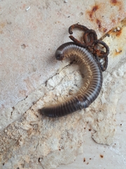 Pachyiulus flavipes