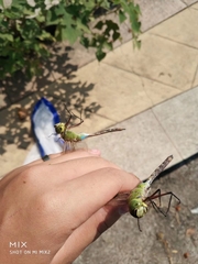 Anax parthenope julius
