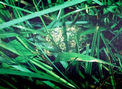 Hyperolius tuberilinguis