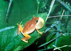 Hyperolius tuberilinguis