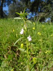 Misopates calycinum