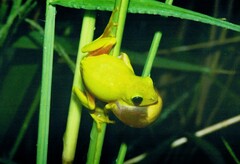 Hyperolius tuberilinguis