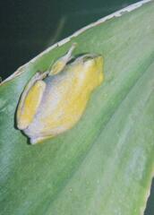 Hyperolius tuberilinguis