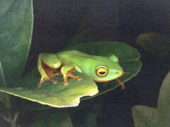 Hyperolius tuberilinguis