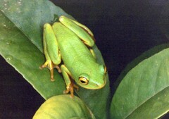 Hyperolius tuberilinguis