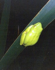 Hyperolius tuberilinguis