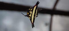 Gasteracantha geminata