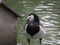 Branta leucopsis