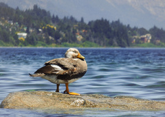 Tachyeres patachonicus