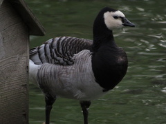 Branta leucopsis