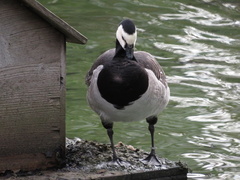 Branta leucopsis