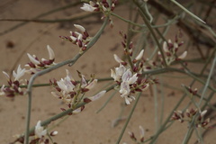 Retama raetam