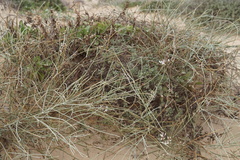 Retama raetam