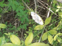 Problepsis eucircota