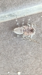 Spartaeinae