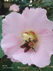 Bombus atripes