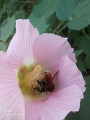 Bombus atripes