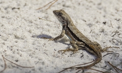 Sceloporus woodi