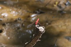 Orthemis nodiplaga