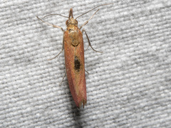 Canuza euspilella